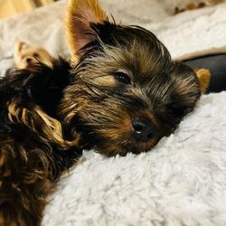 Liberty Star Yorkies - Apollo