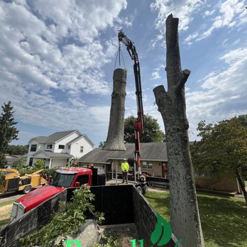 Broadleaf Grounds Works - Tree Removal - Tree Services Near Me - Gaithersburg, Maryland
