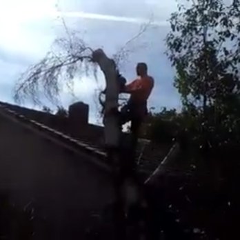 Tree Trimming 4 Less - Tree Services Near Me Tree Trimming 4 Less - Tree Services Near Me