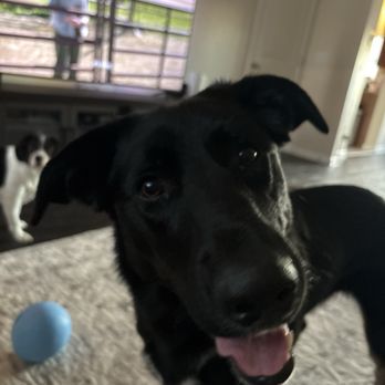Placer SPCA - Animal Shelters Near Me - Roseville, California