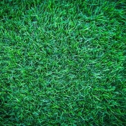 Suburban Landscape Supply - Sod for sale by the roll or pallet. Pickup or delivery available