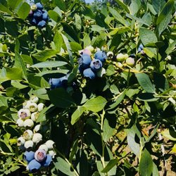 Kukas Family Fruit Stand - They blueberries are perfect for your home recipes or eat them plain they