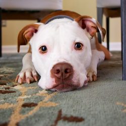 Indigo Clean - Ask about our Guaranteed Pet Stain Removal!