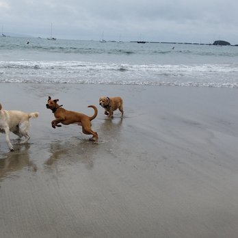 Fisherman's Beach - Dog Beach - Beaches Near Me - Avila Beach, California Fisherman's Beach - Dog Beach - Beaches Near Me - Avila Beach, California
