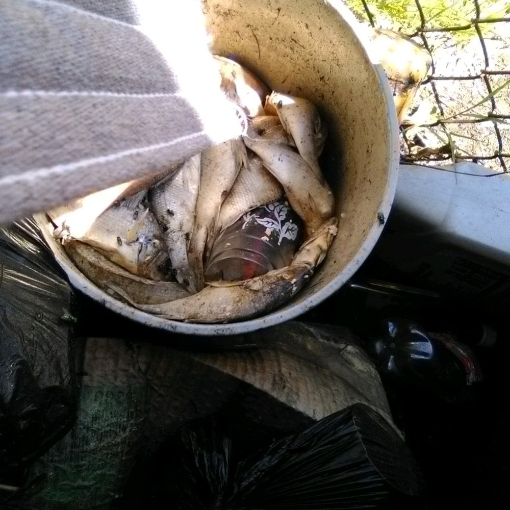 Rio Buffet & Bar - saw an employee from rios put a bucket of fish next to the gate ontop of garbage to dry out, and take it back in - Gastropubs Near Me - Temple Hills, Maryland Rio Buffet & Bar - saw an employee from rios put a bucket of fish next to the gate ontop of garbage to dry out, and take it back in - Gastropubs Near Me - Temple Hills, Maryland