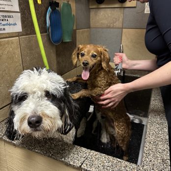 The Canine Scrub - Private wash room - Pet Groomers Near Me - Lincoln, Nebraska The Canine Scrub - Private wash room - Pet Groomers Near Me - Lincoln, Nebraska