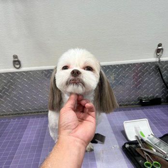LILO'S Mobile Pet Spa - Shih tzu - Pet Groomers Near Me
