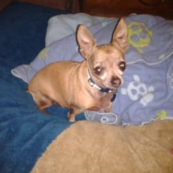 Stay at Home Pet Sitter, LLC