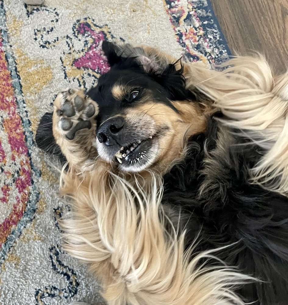 NORTHRIDGE VETERINARY CLINIC & REHABILITATION Updated August 2024 3233 N Ridge Rd, Wichita