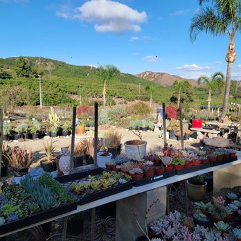 Elegant Gardens Nursery - Limited succulent collection the day we visited. - Nurseries & Gardening Near Me - Moorpark, California Elegant Gardens Nursery - Limited succulent collection the day we visited. - Nurseries & Gardening Near Me - Moorpark, California