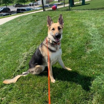 Yuppy Puppy Pet Spa - Long duration sits - Pet Groomers Near Me - Cottleville, Missouri Yuppy Puppy Pet Spa - Long duration sits - Pet Groomers Near Me - Cottleville, Missouri