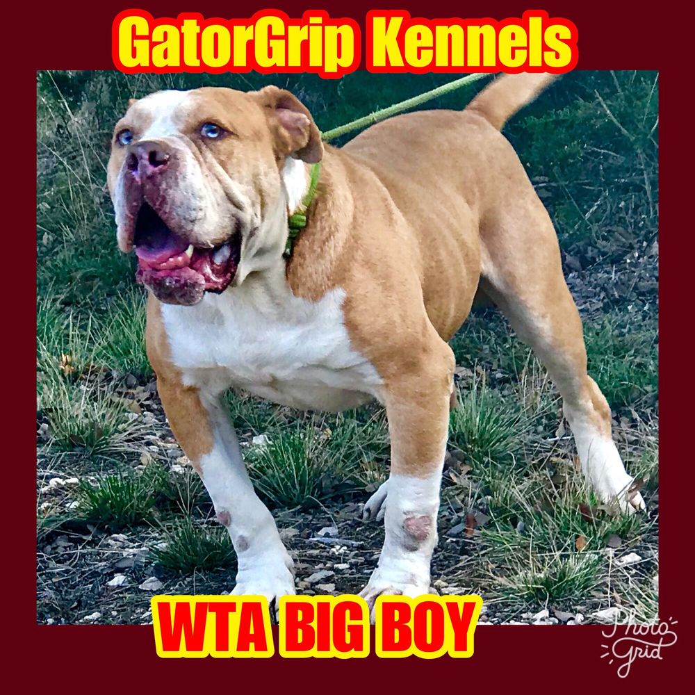 KENNELS 11 Photos Florence, Texas Pet Breeders Phone