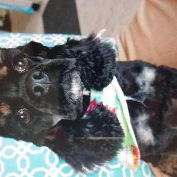 Pawsitively Pooched - Pet Groomers Near Me - Calgary, Alberta