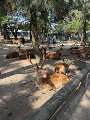 Nara Park by null