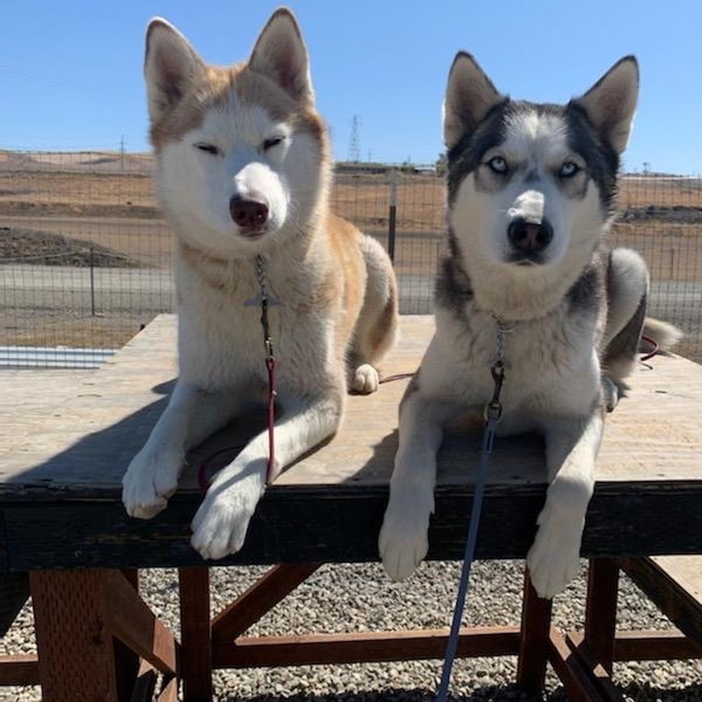 K9 Development - My beautiful girls! - Pet Training Near Me - Tracy, California K9 Development - My beautiful girls! - Pet Training Near Me - Tracy, California