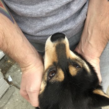 The Goodest Boyz - Pet Sitting Near Me