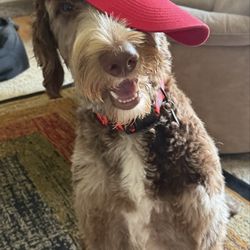 Country Garden Veterinary Clinic - My silly Bernadoodle Rhett wearing his Ohio State hat! Sorry Michigan fans he likes what he likes!!!!