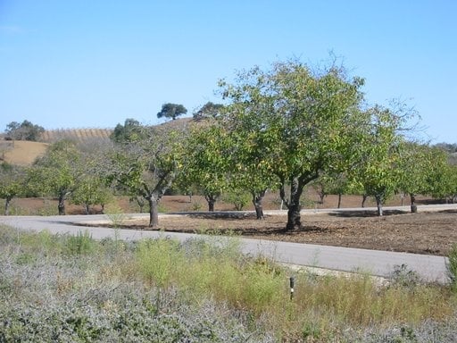 Adelaida Vineyards and Winery by null