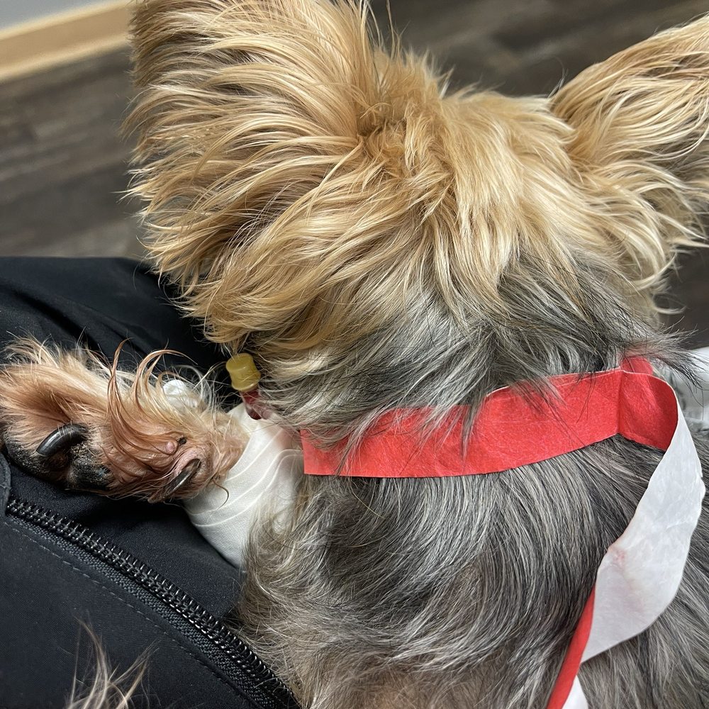 BluePearl Pet Hospital - My nightly visit! The doctors and staff here are so wonderful. - Veterinarians Near Me - Spring, Texas
