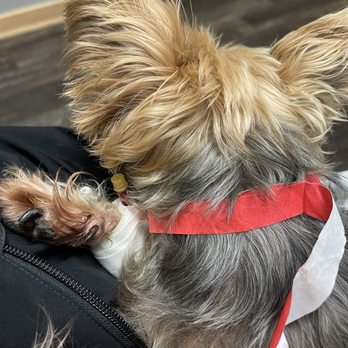 BluePearl Pet Hospital - My nightly visit! The doctors and staff here are so wonderful. - Veterinarians Near Me - Spring, Texas BluePearl Pet Hospital - My nightly visit! The doctors and staff here are so wonderful. - Veterinarians Near Me - Spring, Texas