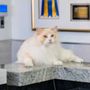 Photo of Alta Rancho Pet Hospital