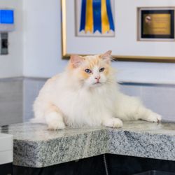 Alta Rancho Pet Hospital - Ragdoll on front counter