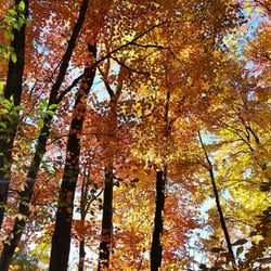 Laurel Marsh Trail - Canopy colors