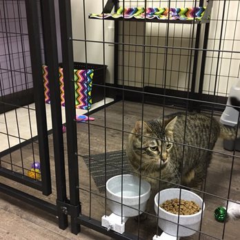 Club Meow - Spacious boarding suite - Pet Sitting Near Me - Council Bluffs, Iowa Club Meow - Spacious boarding suite - Pet Sitting Near Me - Council Bluffs, Iowa