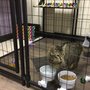 Photo of Club Meow
