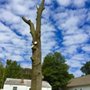 Photo of Central Virginia Tree Service