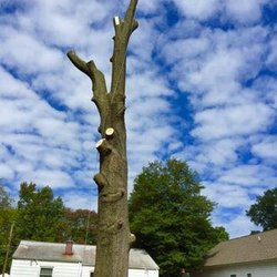 Central Virginia Tree Service