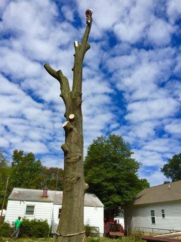 Central Virginia Tree Service - tree service in Louisa, VA