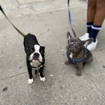 Uptown Paws - Dog Walkers Near Me Uptown Paws - Dog Walkers Near Me