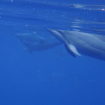 Kona Ocean Experience - Dolphins at surface - Tours Near Me - Kailua-Kona, Hawaii