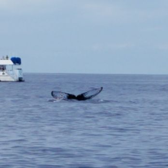 Makai Adventures - Whale Tail from Lahaina  Makai Tour - Boat Charters Near Me - Lahaina, Hawaii