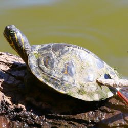 Bogue Chitto National Wildlife Refuge