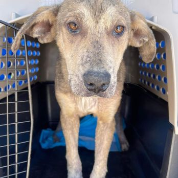 Hope Safehouse - Animal Shelters Near Me - Racine, Wisconsin Hope Safehouse - Animal Shelters Near Me - Racine, Wisconsin