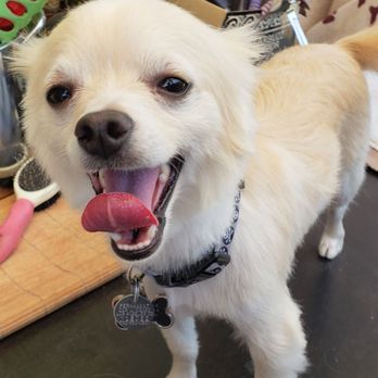Pet Agrees - They did such an amazing job on my boy. With this California heat and his lions mane, he got a much needed haircut and smells terrific! - Pet Groomers Near Me - Hacienda Heights, California Pet Agrees - They did such an amazing job on my boy. With this California heat and his lions mane, he got a much needed haircut and smells terrific! - Pet Groomers Near Me - Hacienda Heights, California