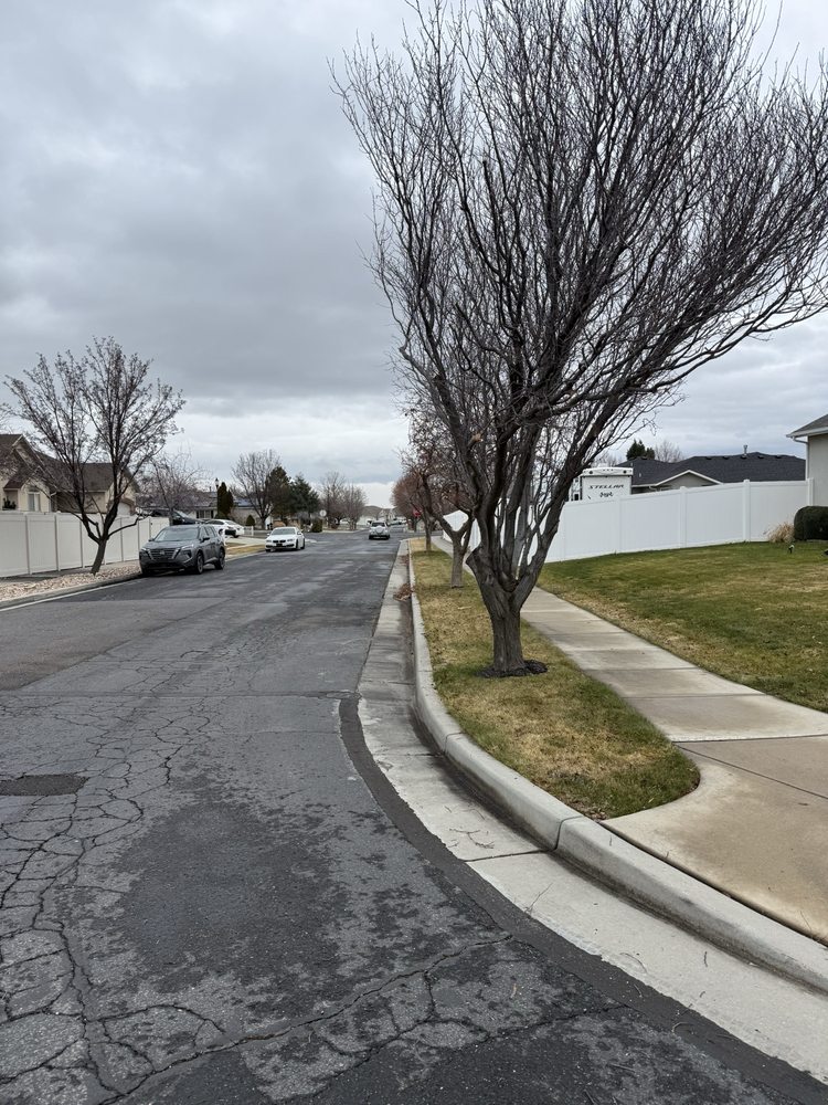 Strong Roots - tree service in West Jordan, UT