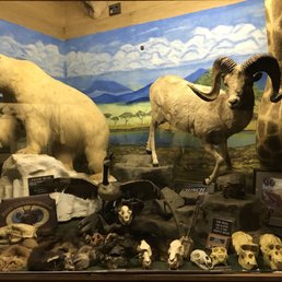 a display of stuffed animals and skulls
