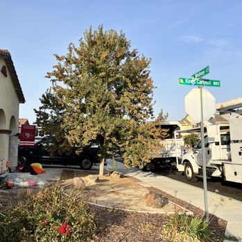 Tony’s Tree Care - Tree Services Near Me Tony’s Tree Care - Tree Services Near Me