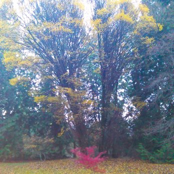 Washington Park Arboretum - Gorgeous fall! - Parks Near Me - Seattle, Washington Washington Park Arboretum - Gorgeous fall! - Parks Near Me - Seattle, Washington