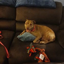 Stray Haven Humane Society - Dixie chilling when I got her home. We're bonding well
