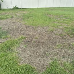 Dead grass Dead grass