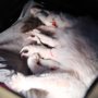 Kitten Around Ragdolls