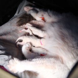 Kitten Around Ragdolls - First meal of many. Newborn Ragdoll kittens lined up for dinner.