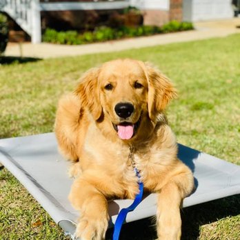 Quality K9 Concepts - Pet Training Near Me - Wrens, Georgia Quality K9 Concepts - Pet Training Near Me - Wrens, Georgia