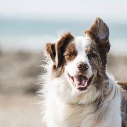 Eastern Shore Pet Hospital
