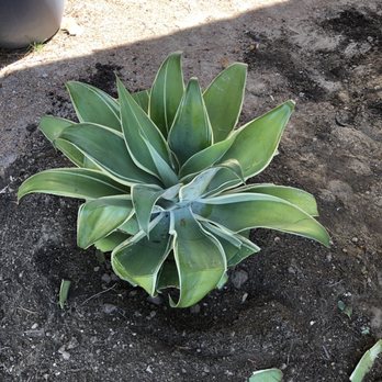 Moon Valley Nurseries - This small plant charges me $240 - Tree Services Near Me - Chino, California Moon Valley Nurseries - This small plant charges me $240 - Tree Services Near Me - Chino, California
