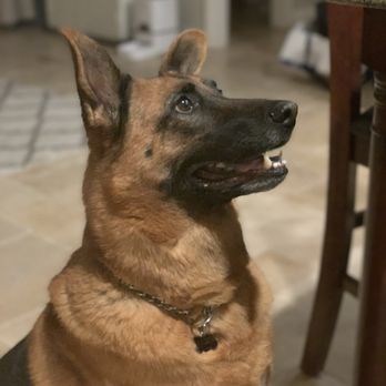 Cosmopawlitan - After the groomer... waiting for her "Good Girl" treat! - Pet Groomers Near Me - Simi Valley, California